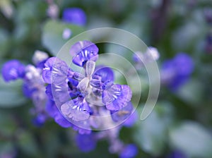 Purple Salvia farinacea sage flower in garden blue flowers with soft focus and blurred background ,macro image, closeup blur