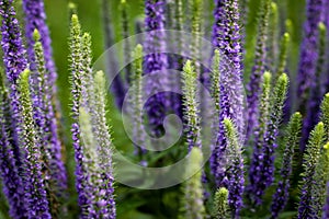 Purple Salvia Flowers