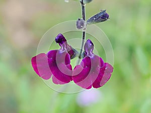 Purple Salvia Flowers Closeup