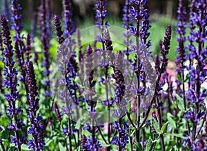 Purple salvia flowers in the garden.
