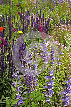 Purple salvia and pale blue snapdragons growing amongst other flowers in a Devon garden border