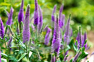 Purple Salvia Perennial Butterfly Flower photo