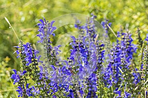 purple Salvia pratensis blooms in the meadow