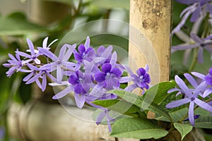 Purple Sandpaper vine  flowers