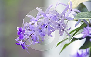 Purple Sandpaper vine  flowers