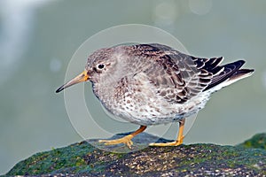 Purple Sandpiper