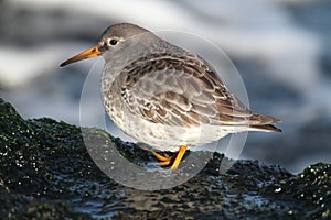 Purple Sandpiper Calidris maritima