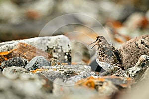 Purple Sandpiper Calidris maritima on the beach of Varangerfjord. A bird masking between stones. Wildlife scene from Norway