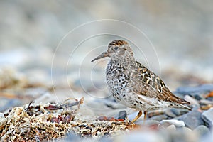 Purple Sandpiper, Calidris maritima, sea water bird in the nature habitat. Animal on the ocean coast. Wildlife scene from Norway,