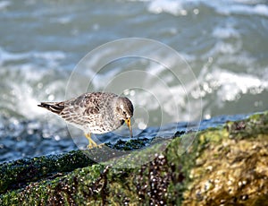 Purple Sandpiper Calidris maritima wintering along the Zuidpier with waves in background