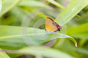 Purple Sapphire perching on plant