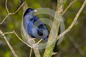 Purple Satin Bowerbird