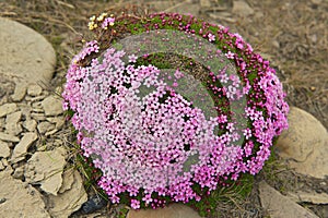 Purple saxifraga blossoms at the moss covering a stone in Longyearbyen, Spitzbergen, Norway. photo