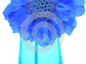 Purple scabiosa in blue vase photo