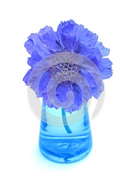 Purple scabiosa in blue vase photo
