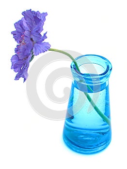 Purple scabiosa in blue vase photo