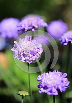 Purple scabious flower with a blurred natural background