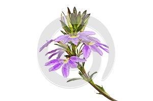 Purple scaevola flowers