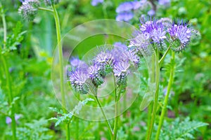 Purple Scorpionweed or Phacelia flower in summer