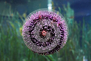Purple Sea anemone close-up in the aquarium, Actiniaria, marine animal
