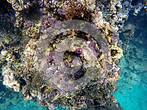 Purple sea anemones on a rock