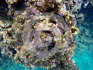 Purple sea anemones on a rock