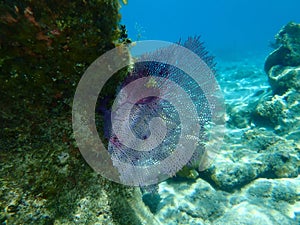 Purple sea fan or common sea fan Gorgonia ventalina undersea, Caribbean Sea, Cuba, Playa Cueva de los peces photo