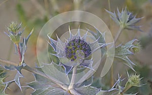 Purple sea holly flower, closeup