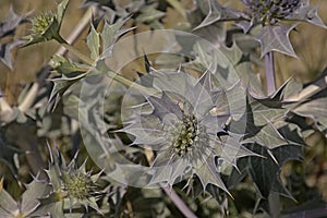 Purple sea holly flower, closeup