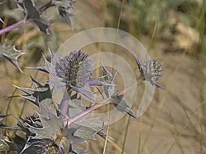 Purple sea holly flower, closeup