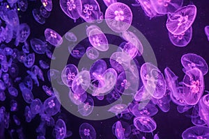Purple sea jelly at night in Hong Kong Ocean Park