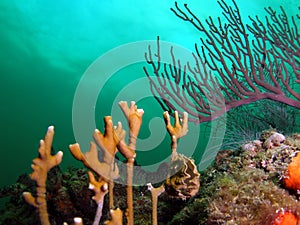 Purple Sea Rod photo