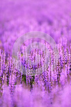 Purple sea of salvia flowers background