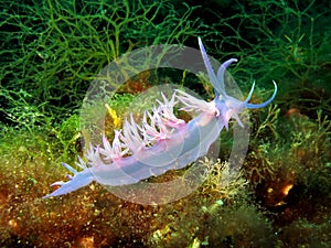 Purple sea slug Nudibranc Flabellina affinis