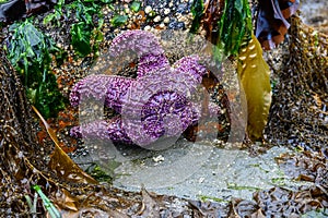 Purple sea star attached to a rock at low tide, Alki Point, Seattle, Washington