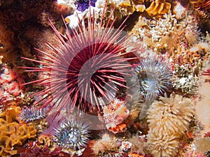 Purple Sea Urchin