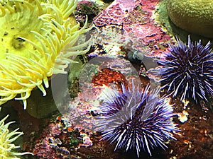 Purple Sea Urchin