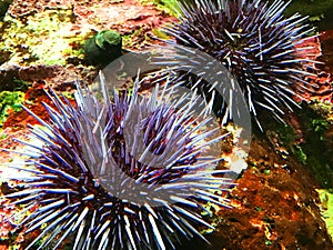 Purple Sea Urchin photo