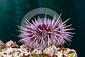Purple sea urchin photo