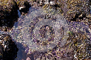 Purple sea urchins