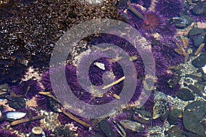 Purple sea urchins in tidepool