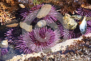 Purple sea urchins in tidepool