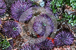 Purple Sea Urchins