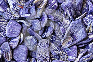 Purple seashells close-up, fragments of Barrier reef of Australia photo