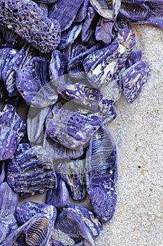 Purple seashell cluster in sand, Australian marine life