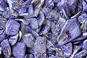 Purple seashells close-up, fragments of Barrier reef of Australia