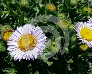 Purple Seaside Daisy