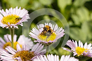 Purple seaside fleabane and bee in a garden photo