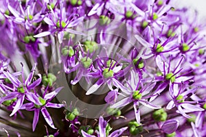 Purple sensation allium