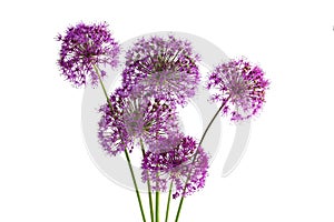 Purple Sensation Allium